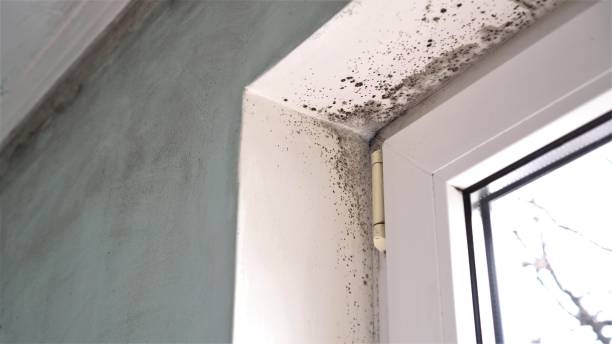 Best Certified Mold Removal  in Mmerce City, CO