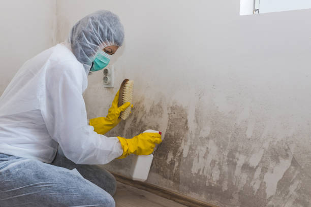 Best Attic Mold Removal  in Mmerce City, CO