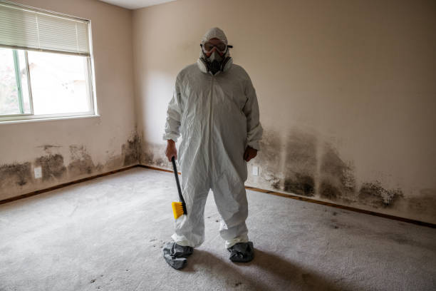 Office Mold Removal Services in Commerce City, CO