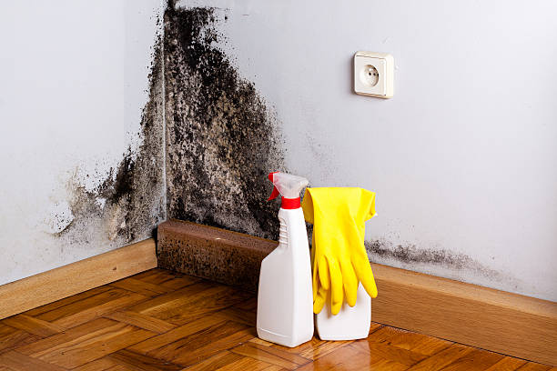 Best Fast Mold Removal  in Mmerce City, CO