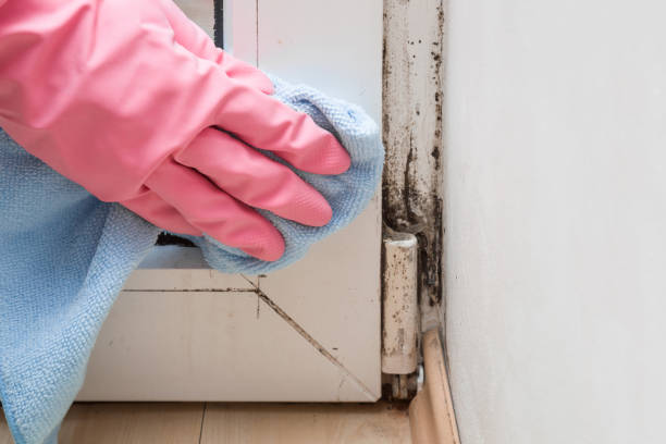 Certified Mold Removal in Commerce City, CO